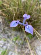 Image of Moraea punctata Baker