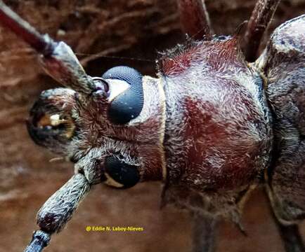 Image of Callipogon (Callomegas) proletarius Lameere 1904