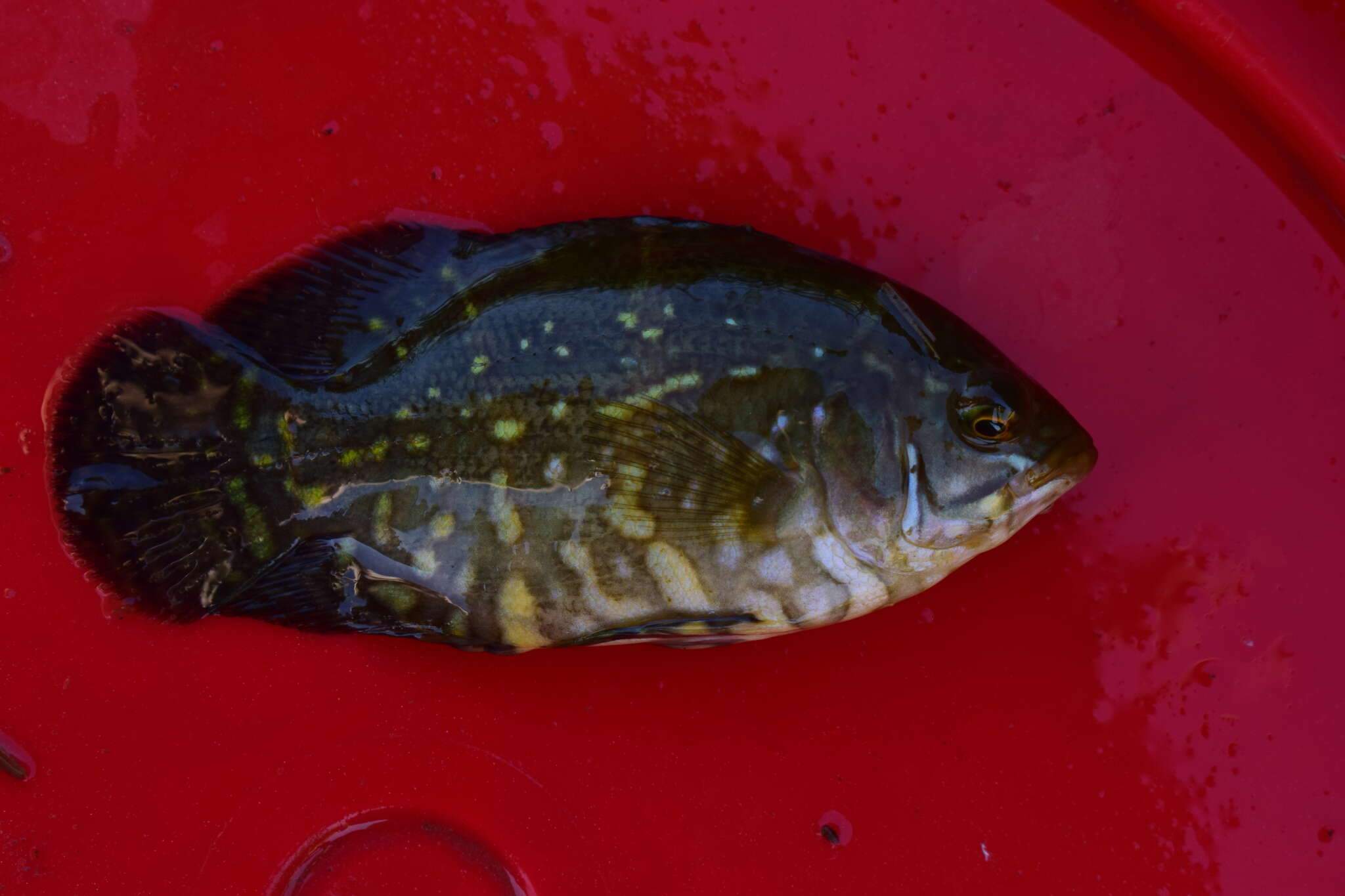 Image of Astronotus crassipinnis (Heckel 1840)