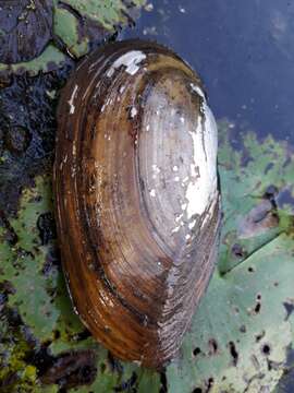 Anodonta cygnea (Linnaeus 1758) resmi