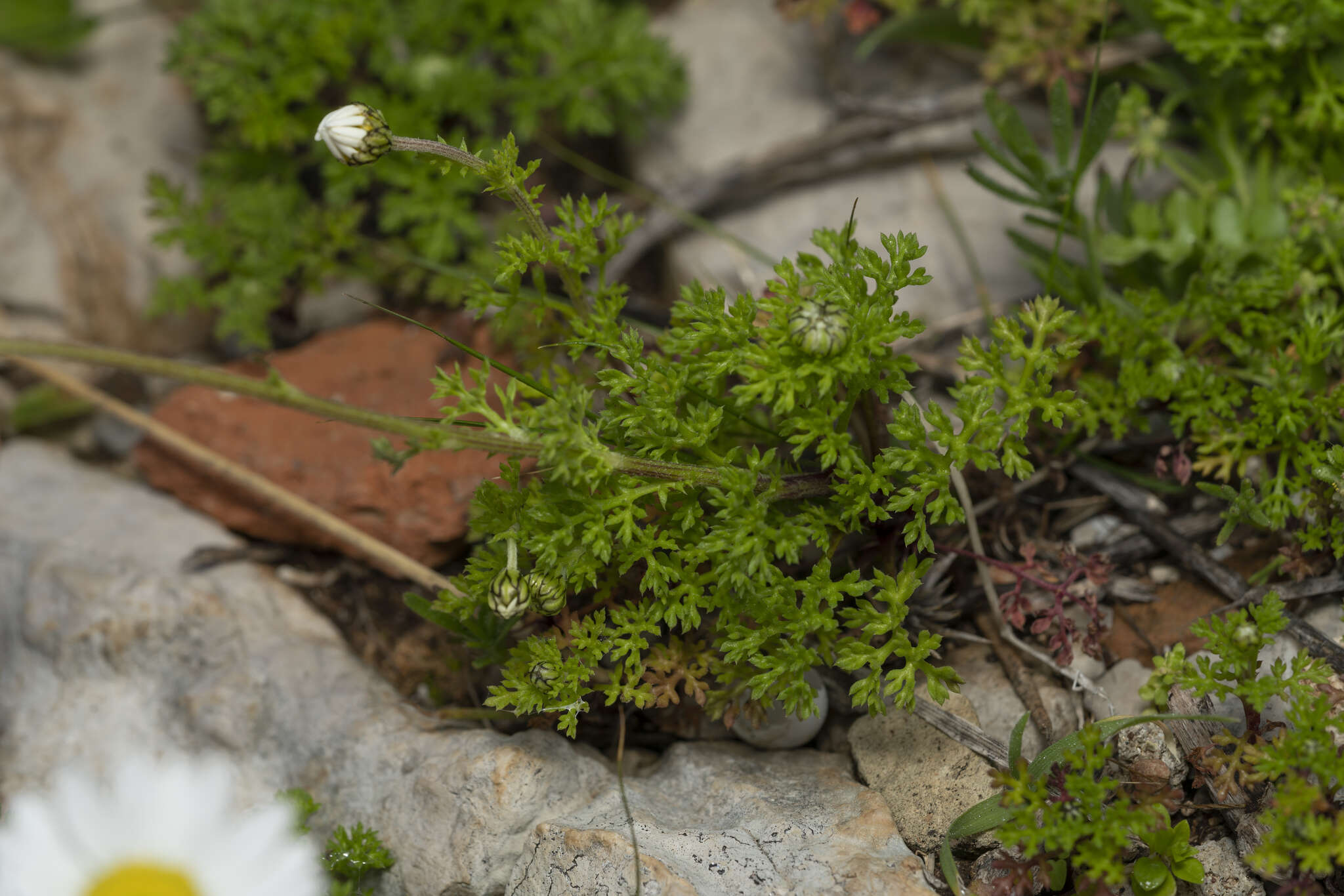 Image of Anthemis chia L.