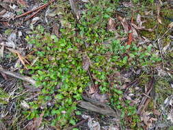 Image of Grevillea bedggoodiana J. H. Willis ex Mc Gill.