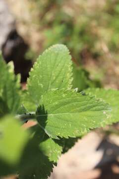 Image of hoary verbena