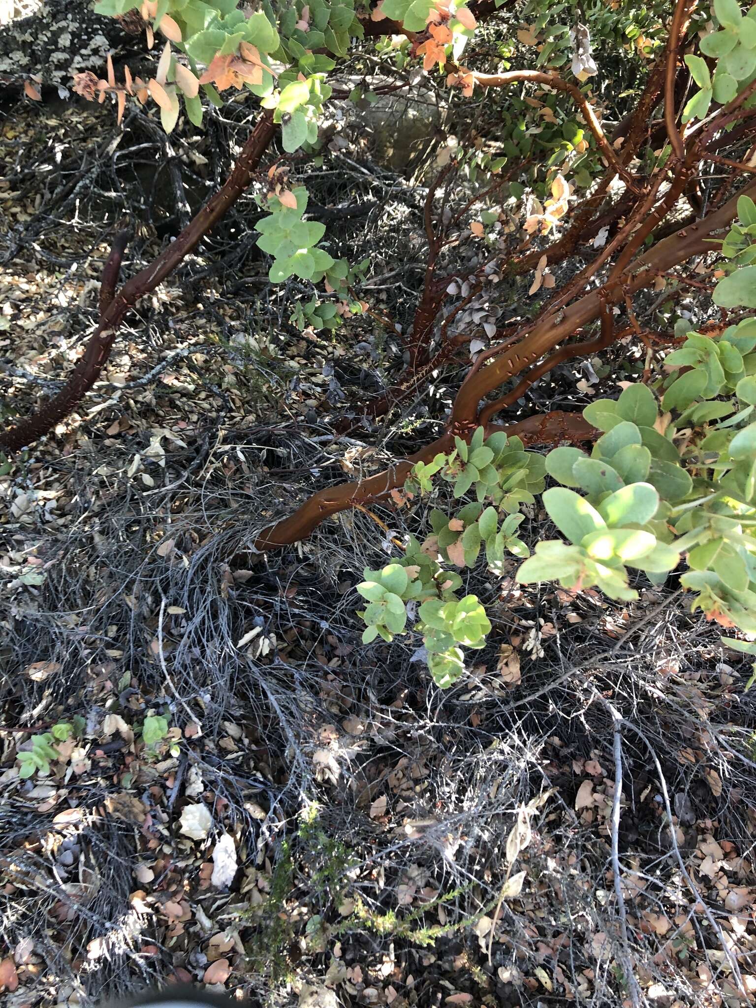 Image de Arctostaphylos refugioensis Gankin