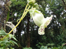 Sivun Kohleria tigridia (Ohlend.) Roalson & Boggan kuva