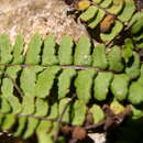 Image of Asplenium trichomanes subsp. pachyrachis (Christ) Lovis & Reichst.
