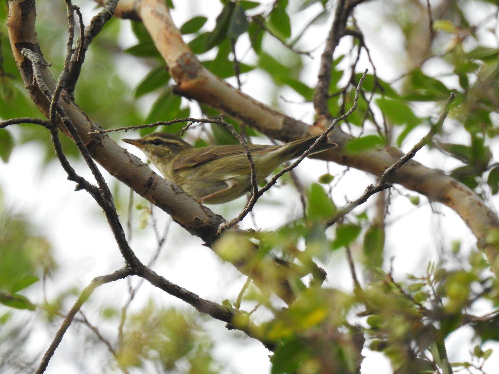 Imagem de Phylloscopus borealis (Blasius & JH 1858)