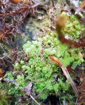 Image de Schistochilopsis incisa (Schrad.) Konstant.