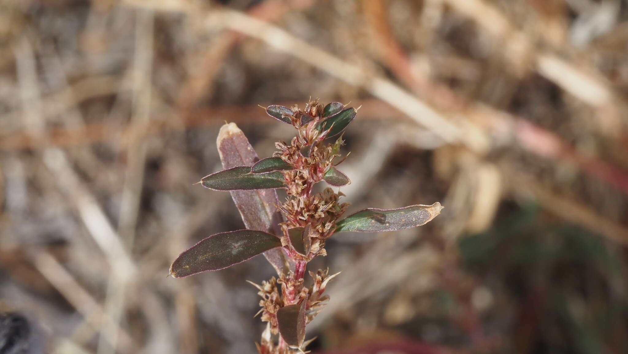 Image of Torrey's amaranthus