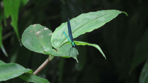 Image of Matrona cyanoptera Hämäläinen & Yeh 2000