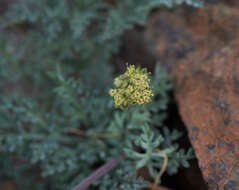 Image of Mt. Hamilton desertparsley