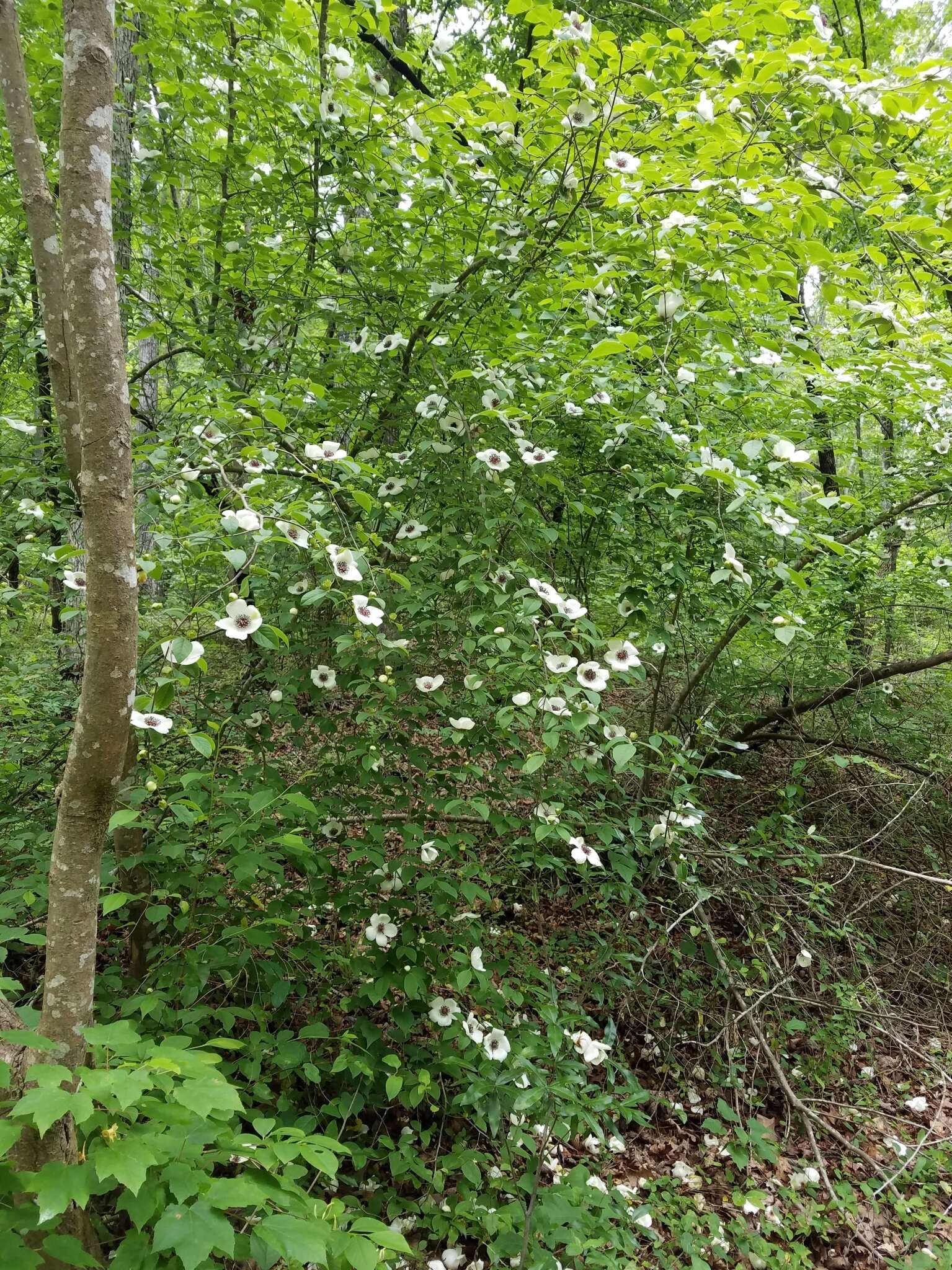 Image of Silky Camellia