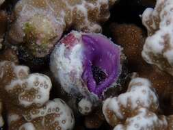 Image of purple coral snail