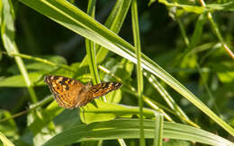 Image of Junonia erigone Cramer 1779