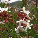 Image of Machaonia coulteri (Hook. fil.) Standl.