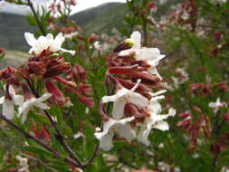 Image of Machaonia coulteri (Hook. fil.) Standl.