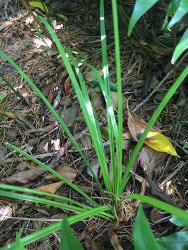 Imagem de Carex bermudiana Hemsl.