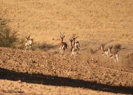 Image of Cuvier's Gazelle