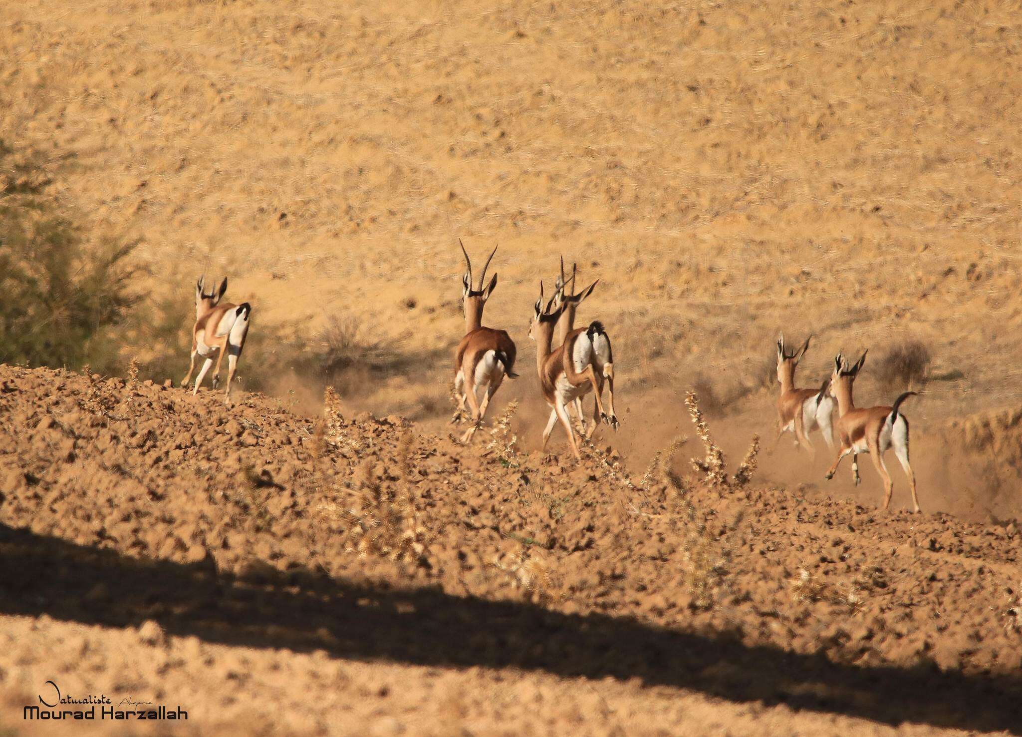 Image de Gazelle de Cuvier