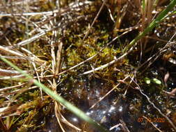 Image of common hook-moss