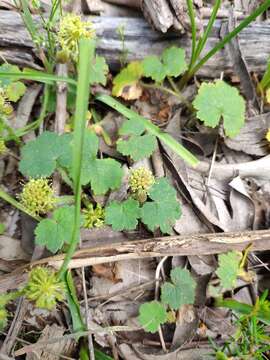 Image of Hydrocotyle laxiflora DC.