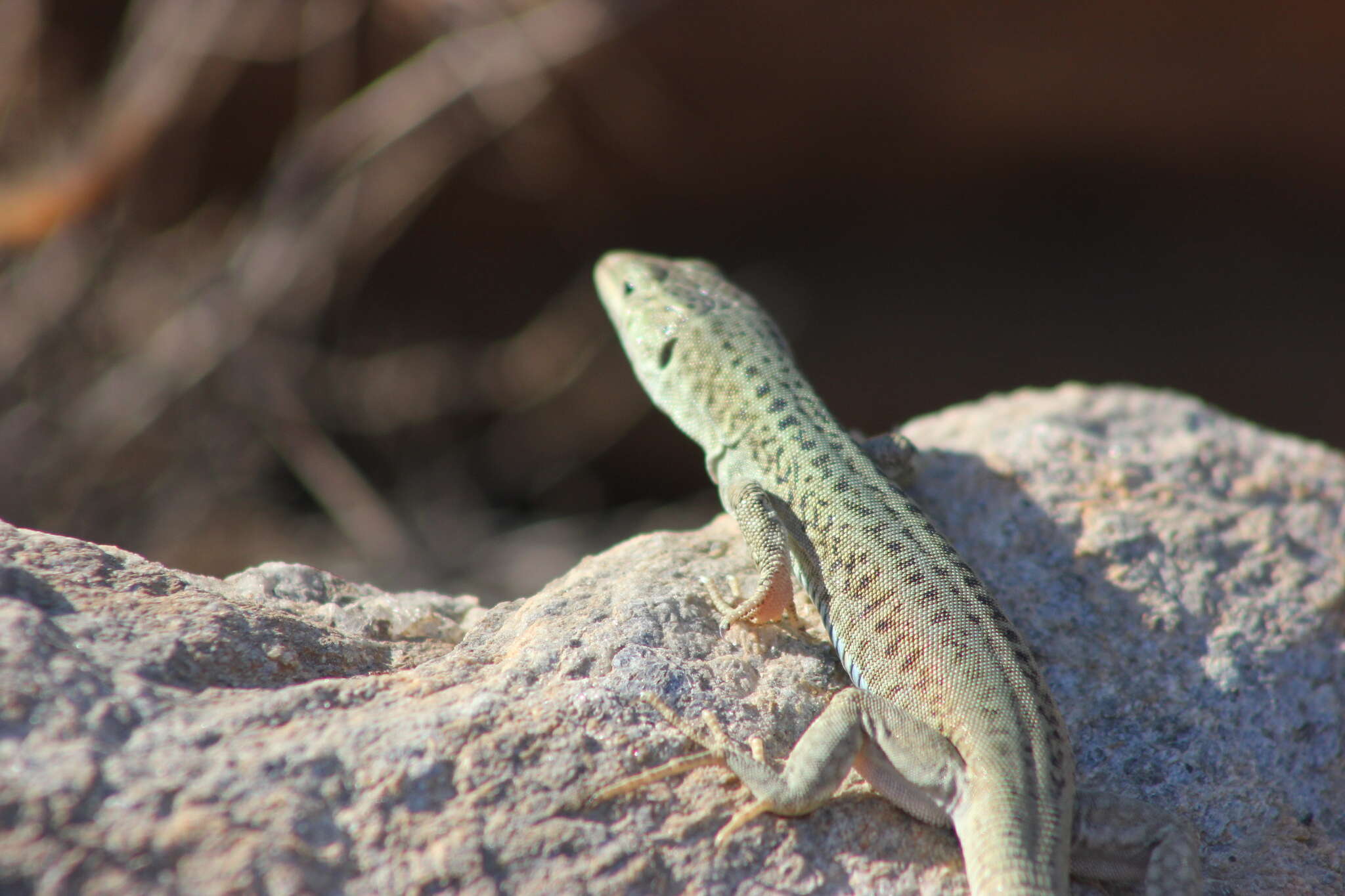 Image of Podarcis erhardii mykonensis (Werner 1933)