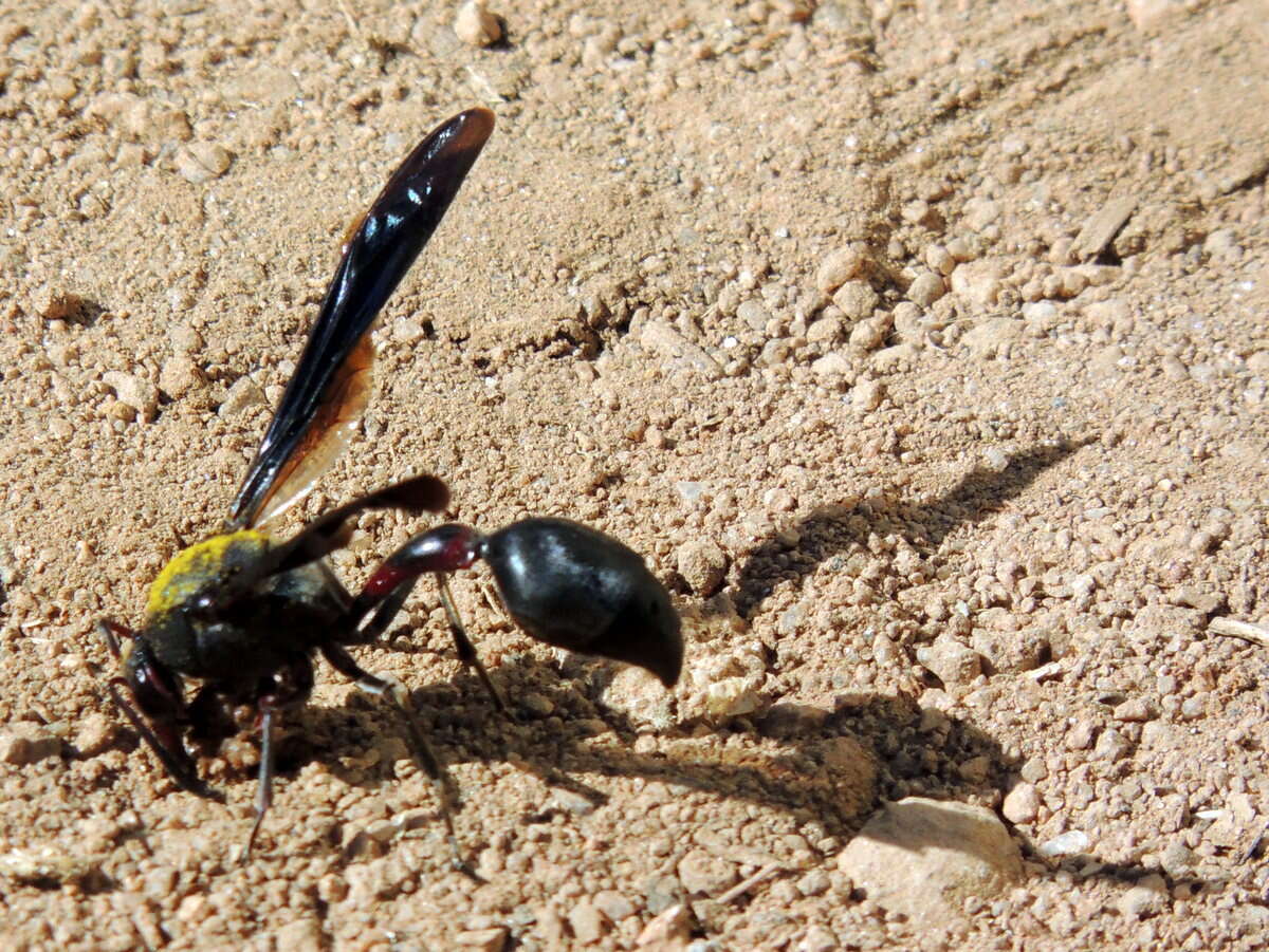 Sivun Delta emarginatum (Linnaeus 1758) kuva