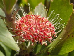 Plancia ëd Leucospermum winteri J. P. Rourke