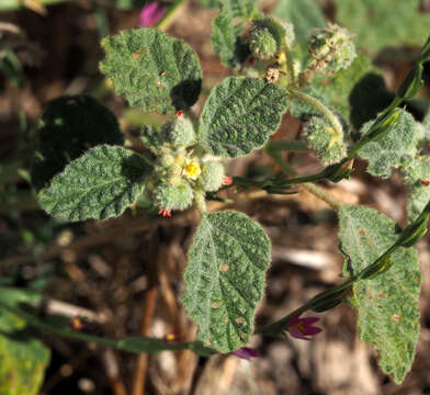 Image of Chrozophora plicata (Vahl) A. Juss. ex Spreng.