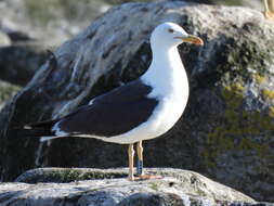 Image of Larus fuscus intermedius Schiøler 1922