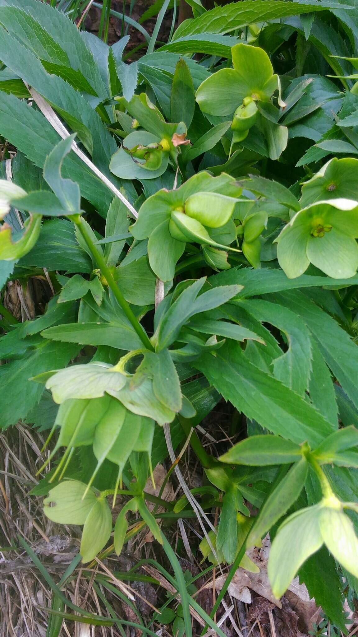 Image of Green Hellebore