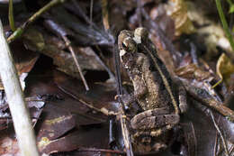 Image of Dark Green Toad