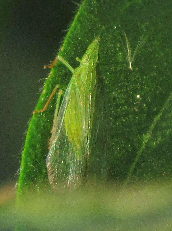 Image of Rhynchomitra recurva (Metcalf 1923)