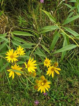 Image of Asphondylia helianthiglobulus Osten Sacken 1878