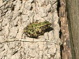 Image of Northern Leopard Frog