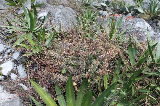 Image of Sedum calcicola Robinson & Greenm.