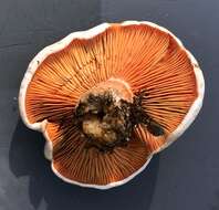 Слика од Lactarius salmoneus Peck 1898