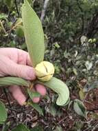 Image of Annona tomentosa R. E. Fr.