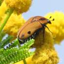 Image of Atrichiana placida (Boheman 1857)