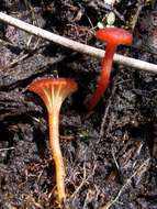 Слика од Hygrocybe coccineocrenata (P. D. Orton) M. M. Moser 1967