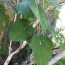 Sivun Croton arnhemicus Müll. Arg. kuva