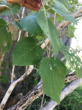 Imagem de Croton arnhemicus Müll. Arg.