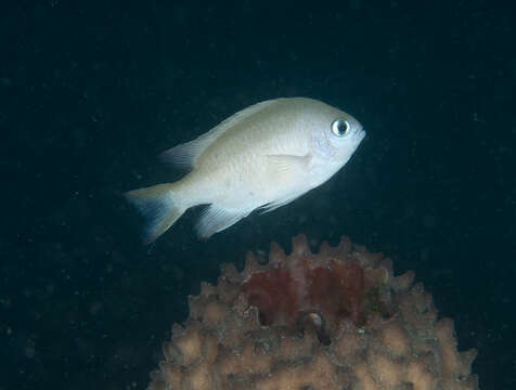 Image of Philipppines chromis