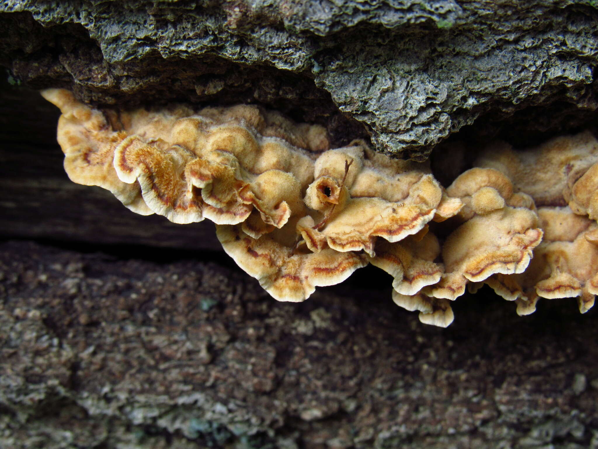 Stereum gausapatum (Fr.) Fr. 1874 resmi