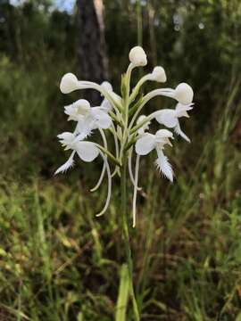 Image de Platanthera blephariglottis var. conspicua (Nash) Luer