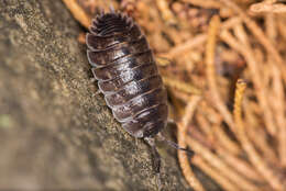 Image of Porcellio obsoletus Budde-Lund 1885