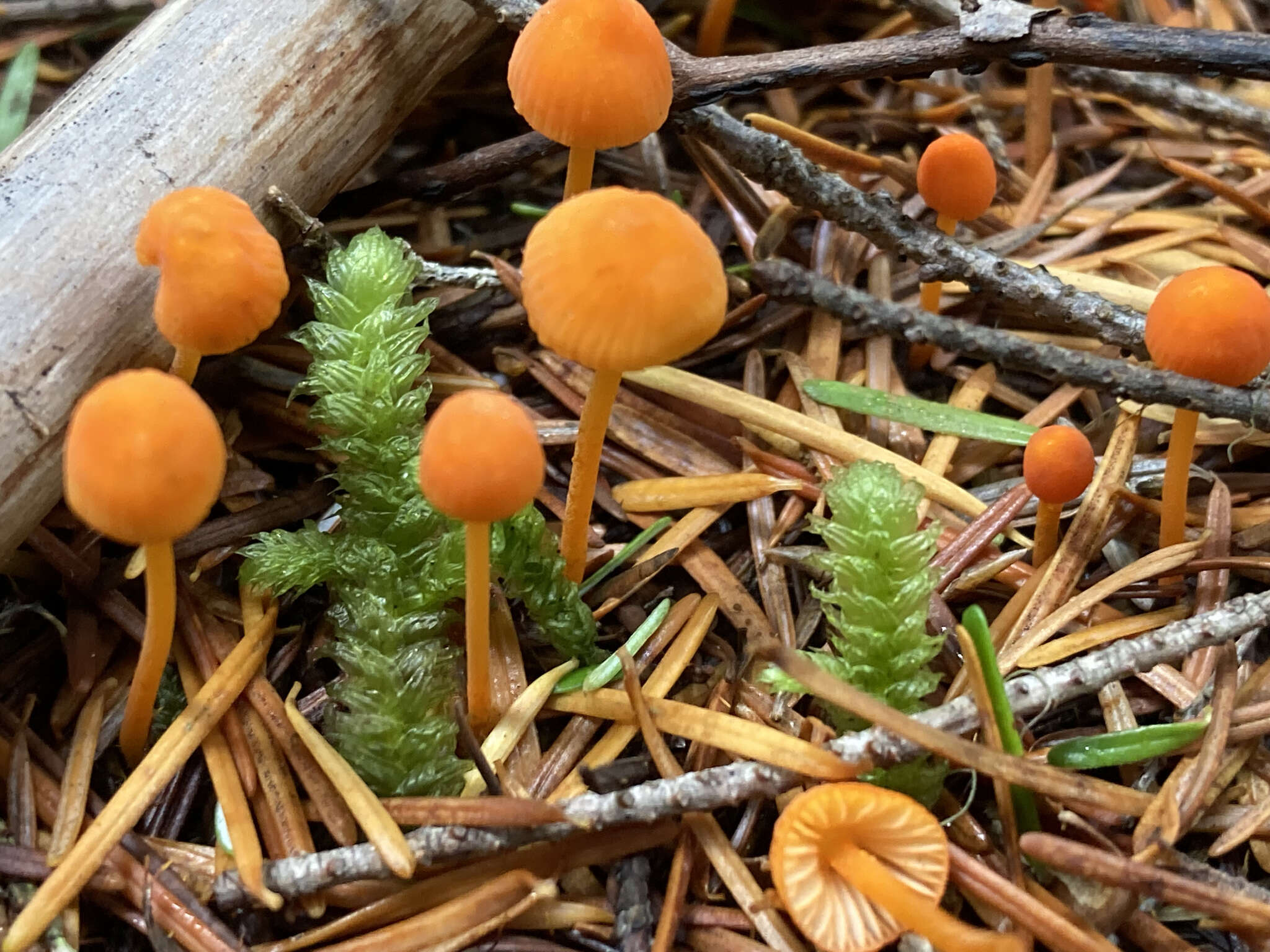 Image of Mycena strobilinoidea Peck 1893