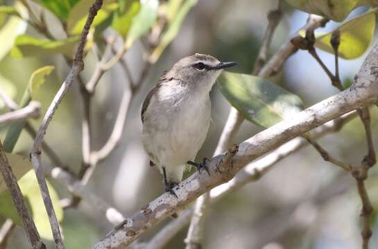 Image of Mangrove Gerygone