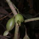Image of Begonia oxyloba Welw. ex Hook. fil.