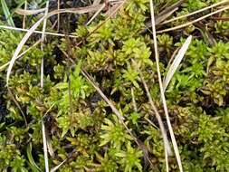 Sphagnum denticulatum Bridel 1826的圖片